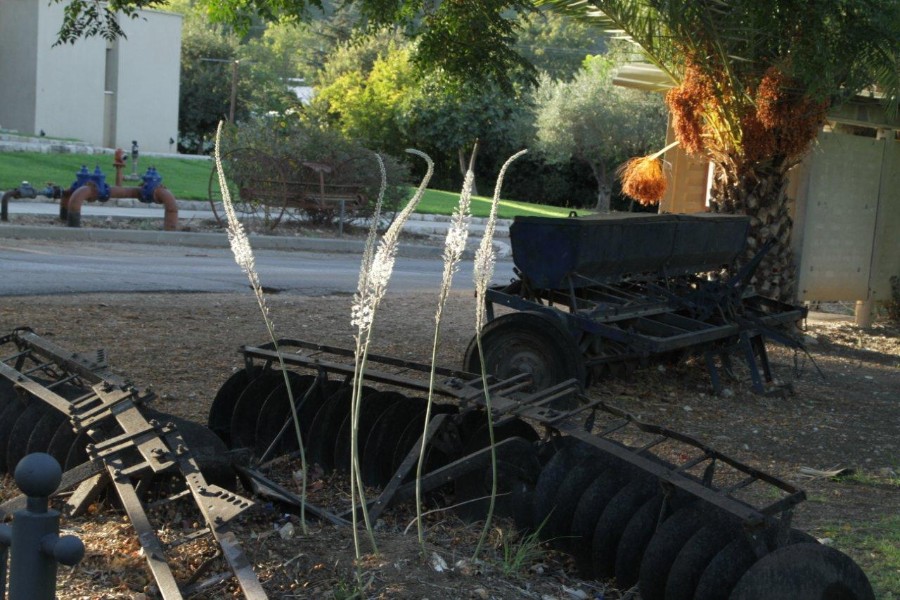 סתיו במושבה, צילם שגיא שגיב