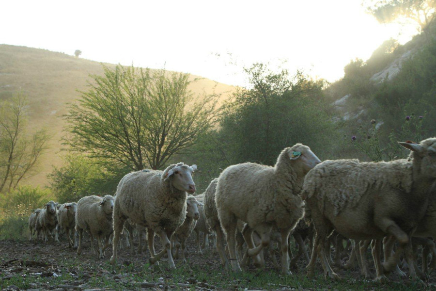 צילום: שגיא שגיב