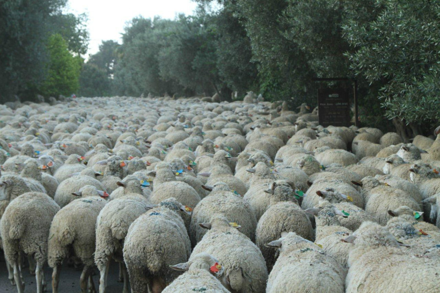 צילום: שגיא שגיב