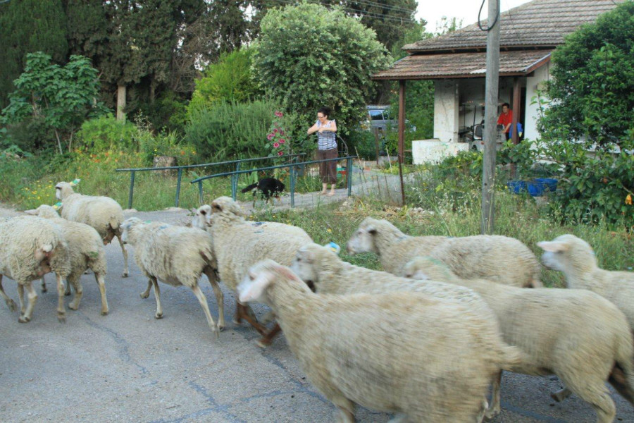 צילום: שגיא שגיב